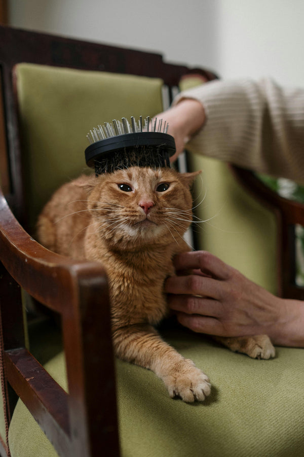 Cat Supplies & Accessories