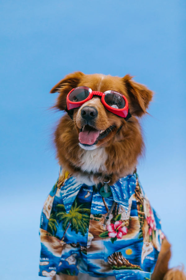 Dog Supplies & Accessories
