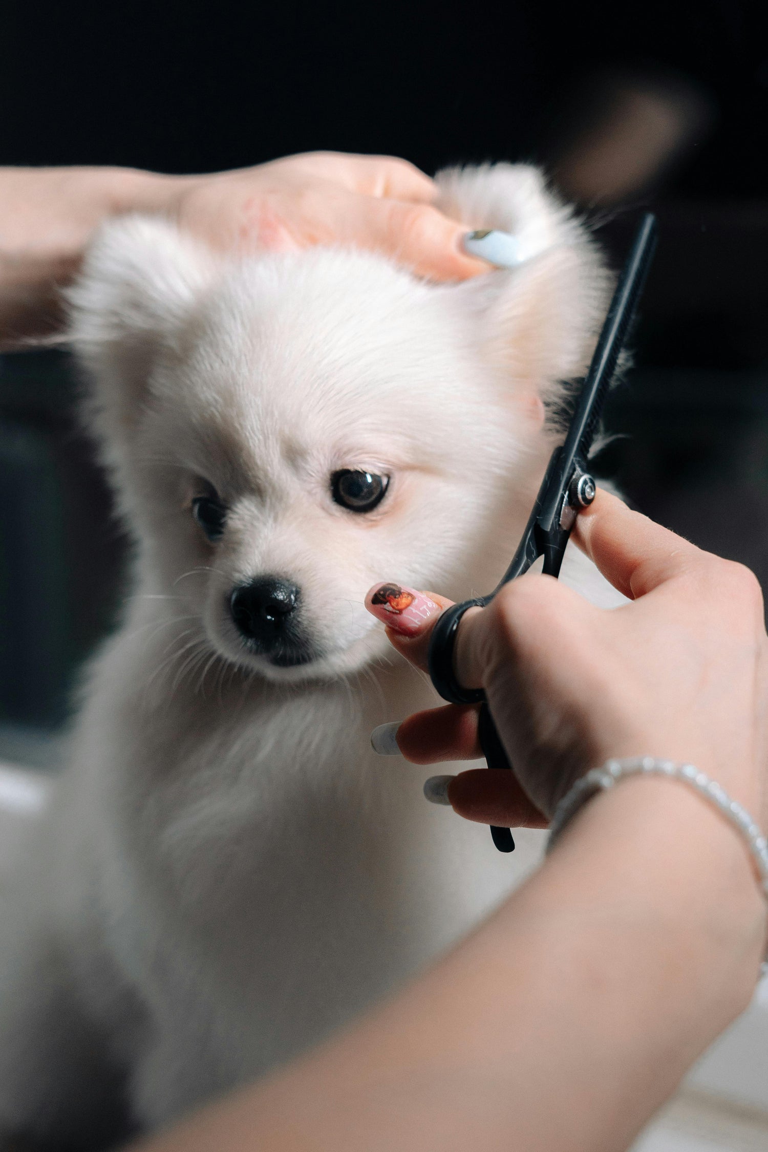 Complete Pet Grooming Essentials: Tools for Dogs & Cats.