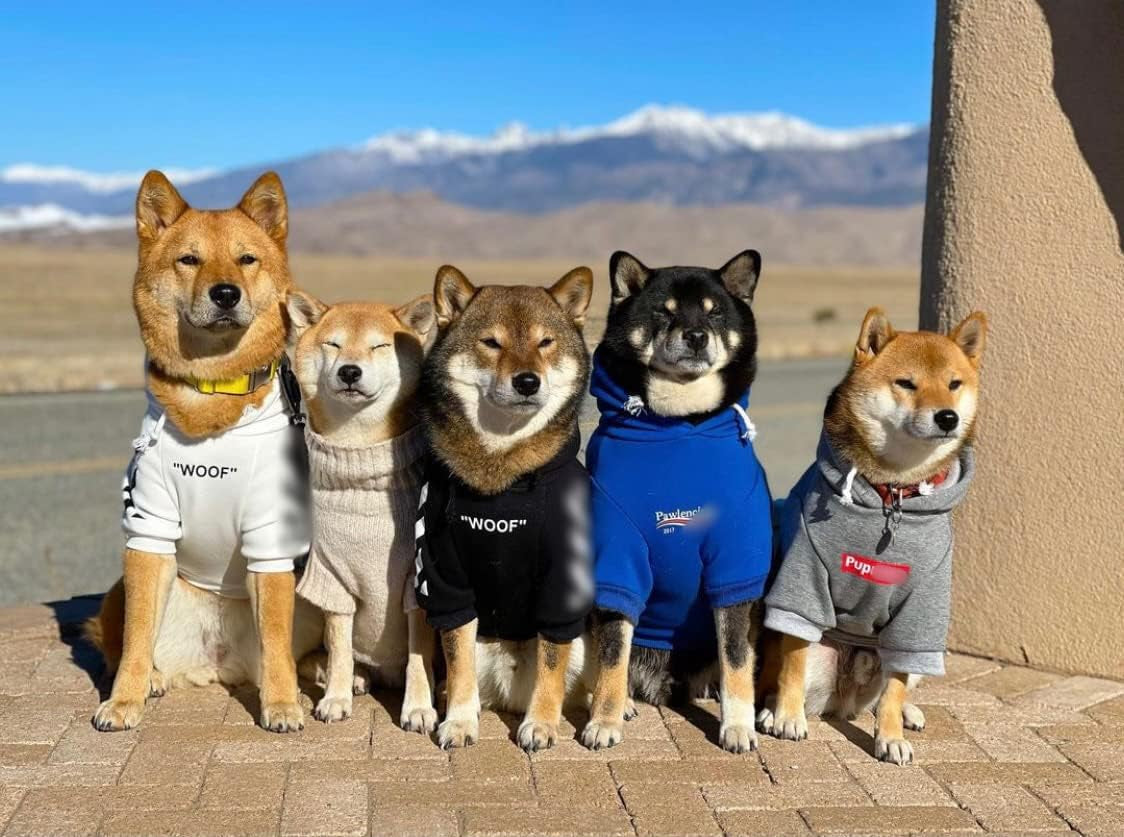 Stylish Dog Hoodie Dog Clothes Streetwear Cotton Sweatshirt Fashion Outfit for Dogs Cats Puppy Small Medium Large (2XL, White)