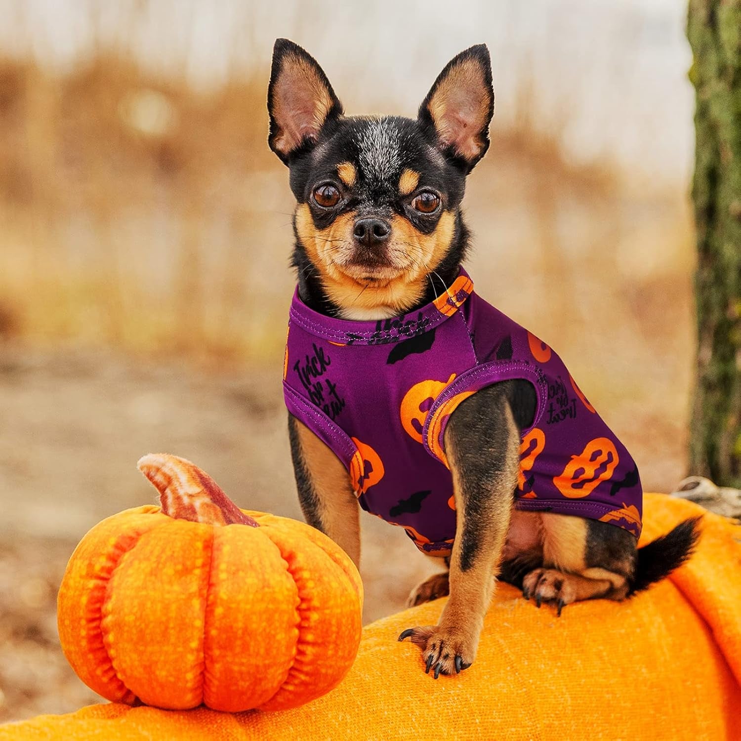 4 Pieces Halloween Dog Shirt Dog Clothes Pet Costume Pumpkin Ghosts Bats Skeletons Printed Puppy Apparel Clothes for Halloween Parties(M/ 5—7Lbs)