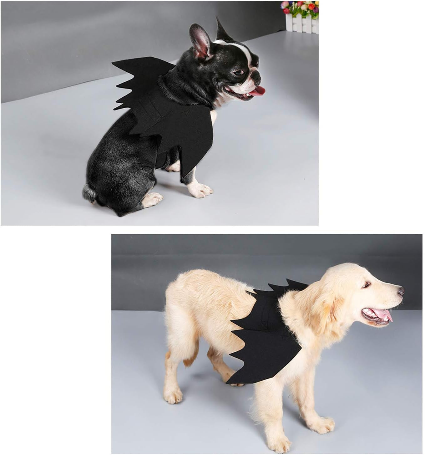 Halloween Bat Wings Pet Costume,Party Dress up Funny Cool Apparel,For Cat and Small Medium Large Dog(M)