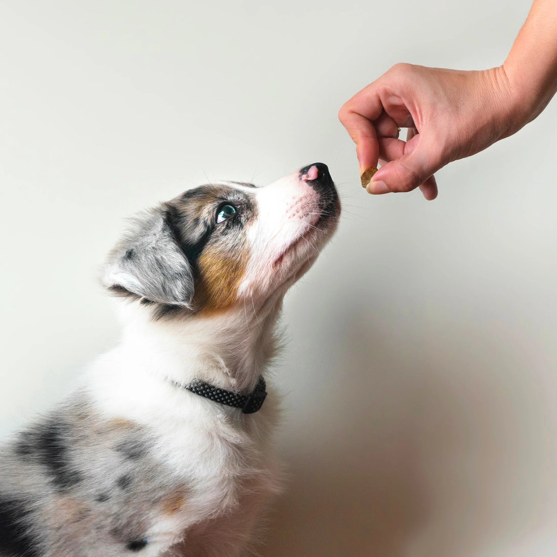 8-In-1 Multivitamin Mini Bites Chicken Flavor Dog Supplement, 90 Count