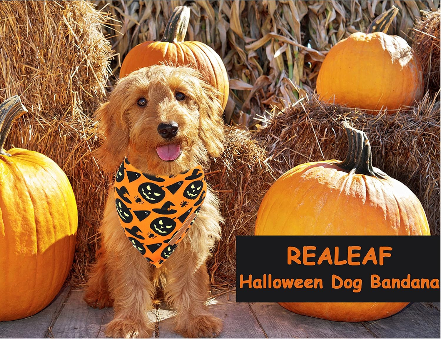Halloween Dog Bandanas 2 Pack, Pumpkin and Spider Web Bibs, Triangle Reversible Fall Pet Scarf, Premium Durable Fabric, Adjustable Fit (Large)