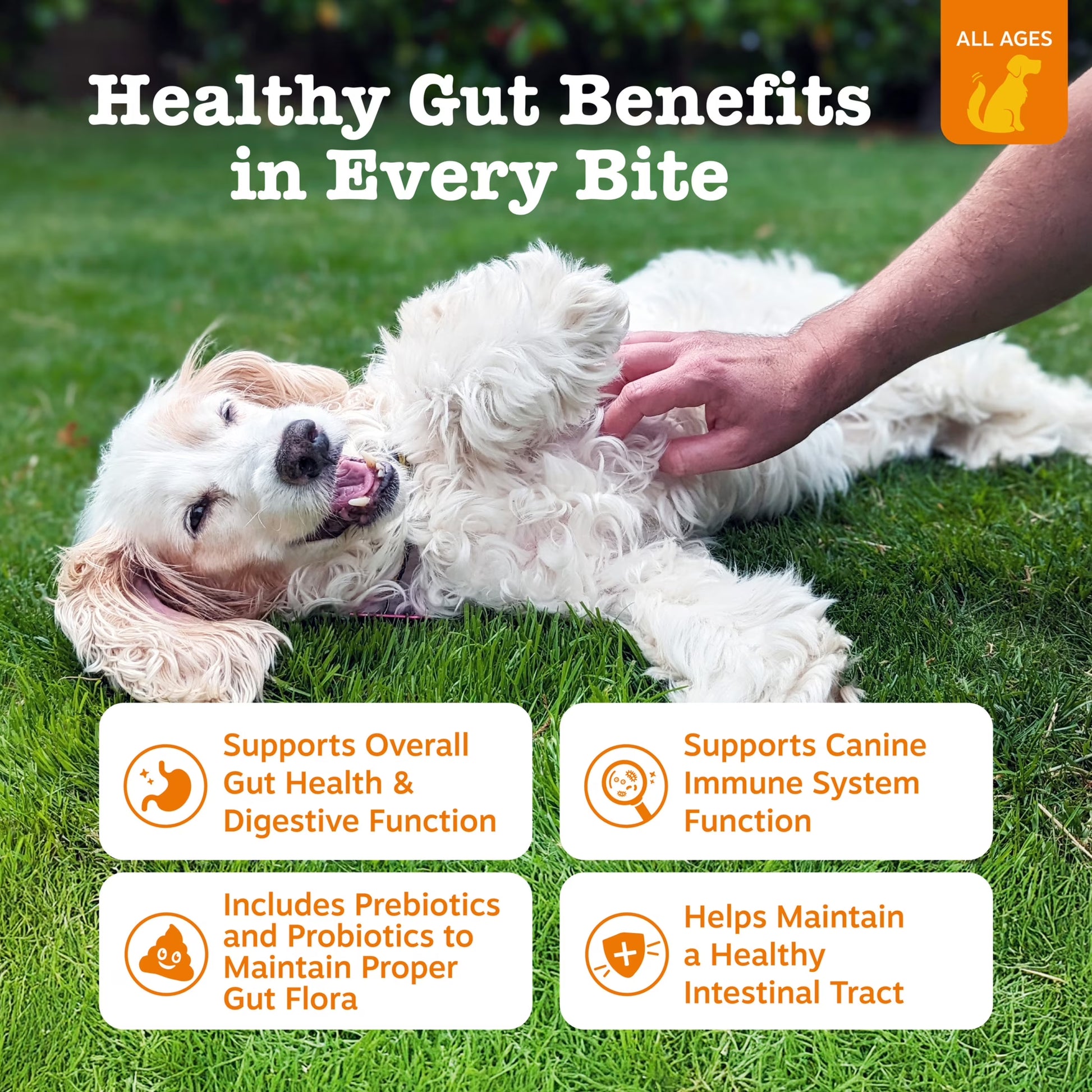 Probiotic Bites Pumpkin Flavor Dog Supplement, 60 Count